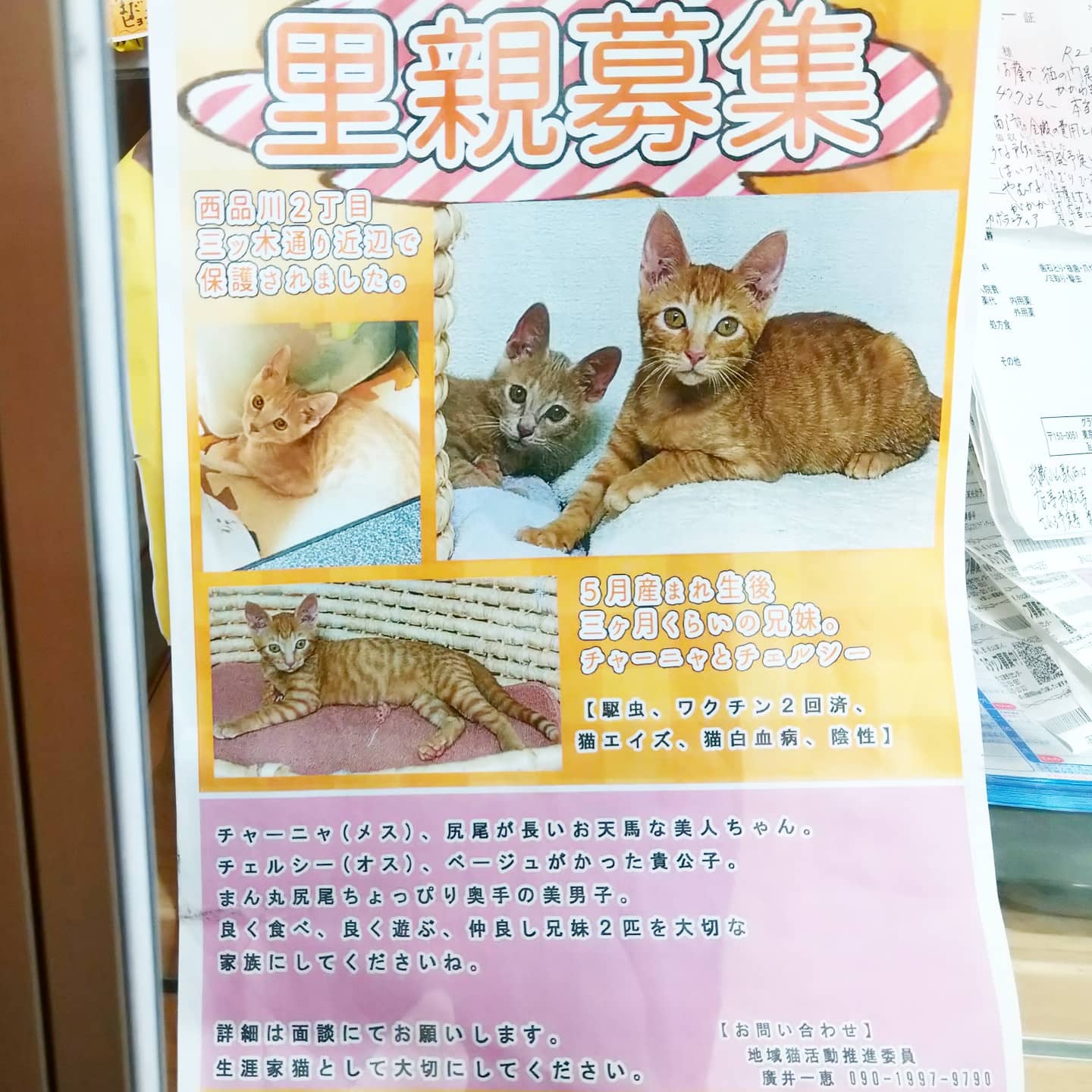 #武蔵小山情報 #里親募集 茶トラの子猫のチャーニャとチェルシーが保護されとります。