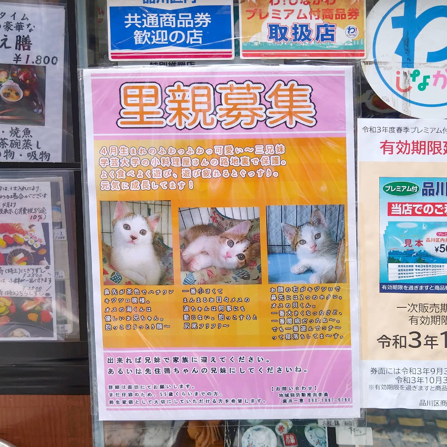 #武蔵小山情報 #里親募集 巴寿司屋さんの最新店頭猫ニュース！#猫 #里親募集中 #里親募集中 #武蔵小山