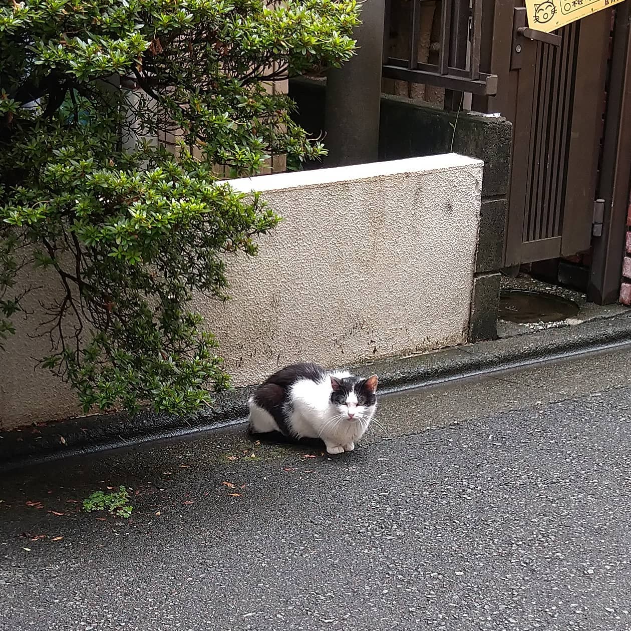 武蔵小山の猫図鑑昔、業務スーパーの隣の隣くらいにあった寿司屋の室外機に住んでいた牛柄猫感がありますな。#武蔵小山 #武蔵小山猫 #猫