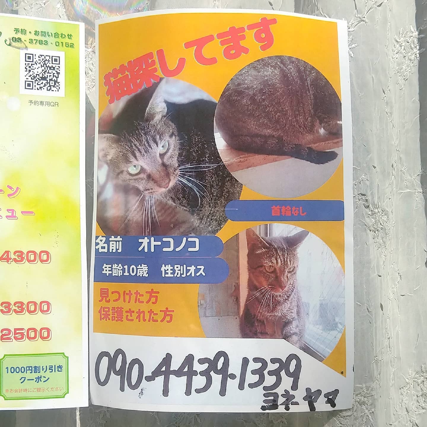 #武蔵小山情報 #迷い猫 オトコノコを探してます。見つかりますように…#猫 #迷い猫探してます #迷い猫さがしてます #迷い猫捜索中 #迷い猫捜索 #猫を探しています #猫探してます #武蔵小山