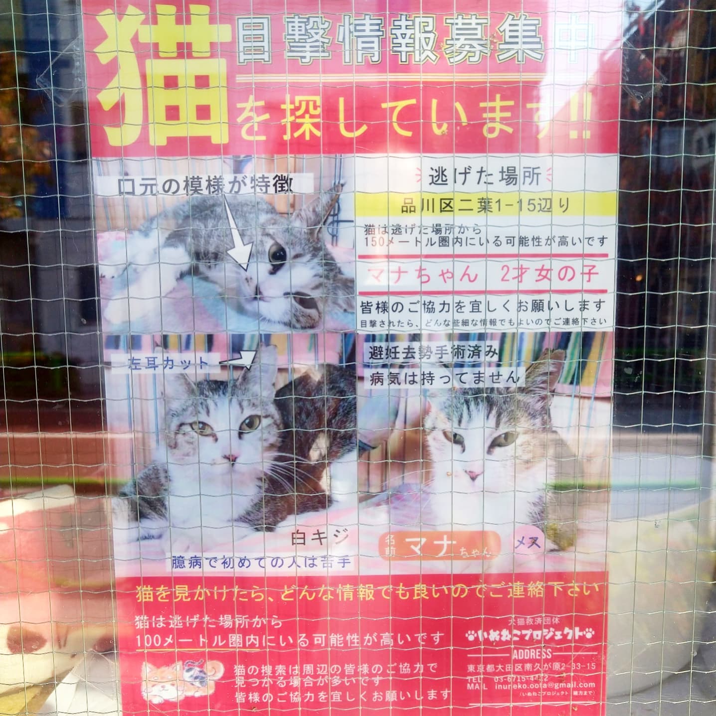 #武蔵小山情報 #迷い猫 保護猫シェルターにゃんだん邸さんの店頭猫ニュース！迷い猫と里親が見つかりますように。西小山のロータリー出て碑文谷方面に進んですぐにある保護猫施設。今度オープンしてる時に前通ったらカリカリ代でも寄付しに行こうと思います。#武蔵小山 #西小山#猫 #迷い猫探してます #迷い猫さがしてます #迷い猫捜索中 #迷い猫捜索 #猫を探しています #猫探してます #武蔵小山