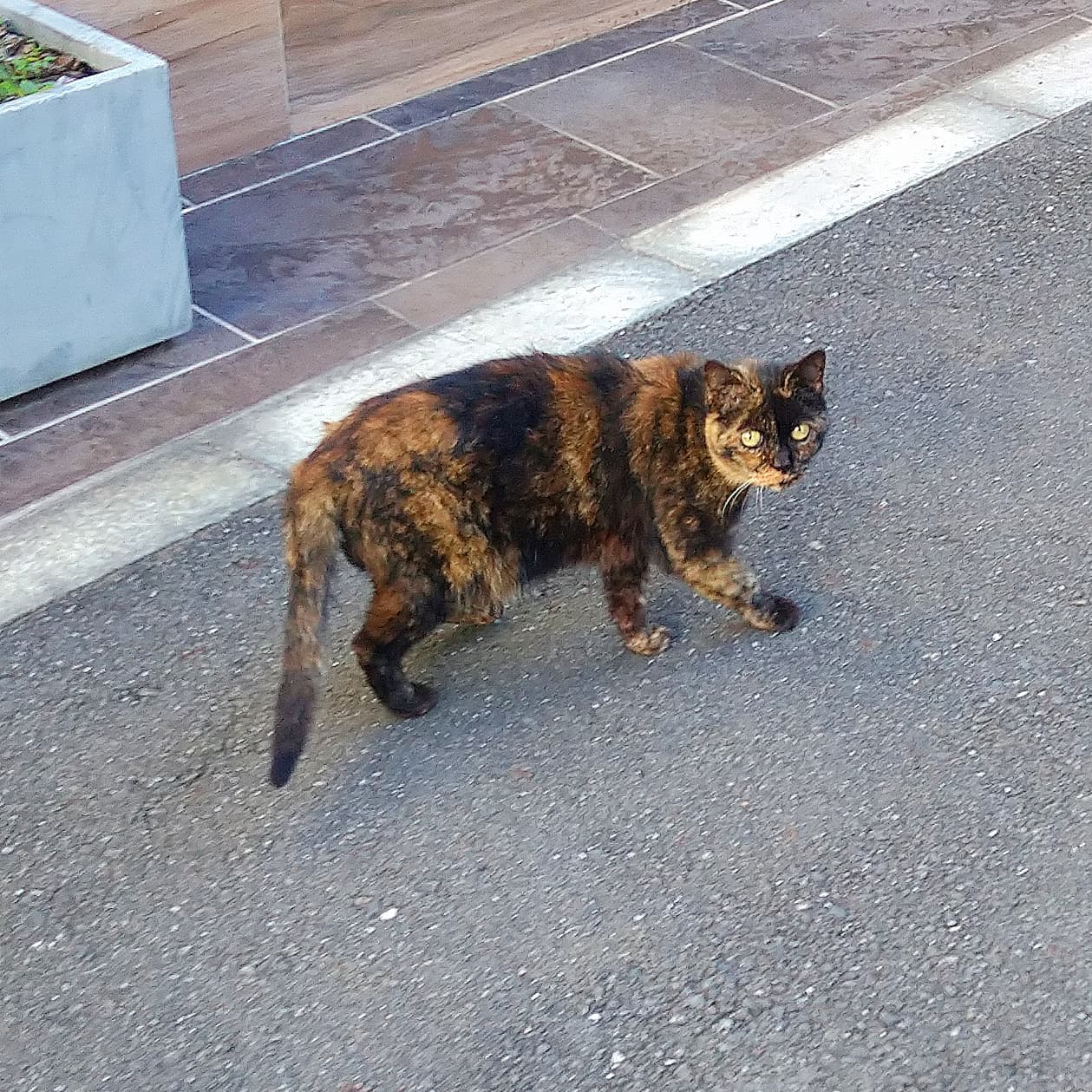 武蔵小山の猫図鑑不思議な柄の猫でございますな。#武蔵小山 #武蔵小山猫 #猫 #cat #猫図鑑 #武蔵小山の猫図鑑
