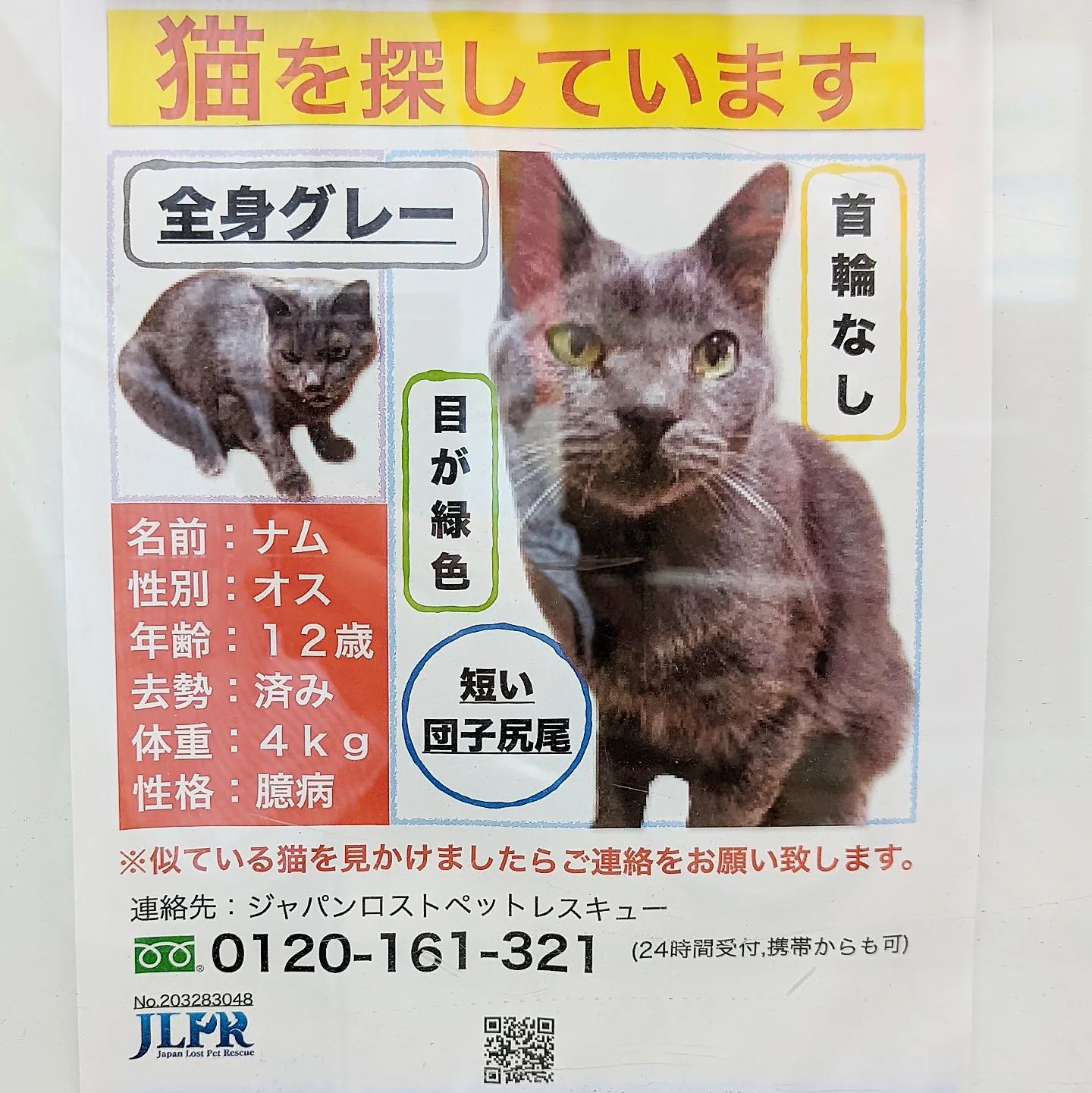 #武蔵小山情報 #迷い猫 全身グレーの猫（12歳オス）探してます。ナムさんが見つかりますように。#武蔵小山 #猫 #迷い猫探してます #迷い猫さがしてます #迷い猫捜索中 #迷い猫捜索 #猫を探しています #猫探してます