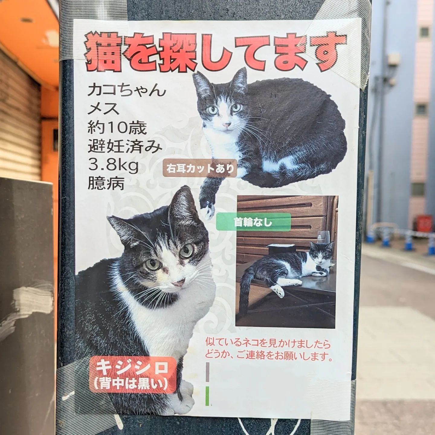 #武蔵小山情報 #迷い猫 キジシロで背中が黒い猫のカコさんが迷子になっております。右耳にカットあり。カコさんが見つかりますように。【侍猫を応援】「フォロー」＆「いいね」＆「保存」どうぞよろしくお願いします！【侍猫をもっと応援】メインサイトもいろいろ見ていただくと侍猫がさらに元気になって武蔵小山グルメをもっと食べ歩けるようになります！（お店の地図＆追加画像あり！）→ https://musashikoyama.samuraicat.jp/ → @musashikoyama.news ※メインサイトへの移動はプロフィールのURLが簡単！【侍猫に連絡】気になるお店やおすすめの新メニュー情報などお気軽にDMください！気まぐれに投稿いたします！もちろんお仕事の依頼も受付中でございます。 #武蔵小山 #西小山 #戸越銀座 #不動前 #碑文谷 #戸越 #中延 #荏原中延 #目黒本町 #下目黒 #品川区 #目黒区 #東京 #musashikoyama #tokyo #猫 #迷い猫探してます #迷い猫さがしてます #迷い猫捜索中 #迷い猫捜索 #猫を探しています #猫探してます #迷子猫
