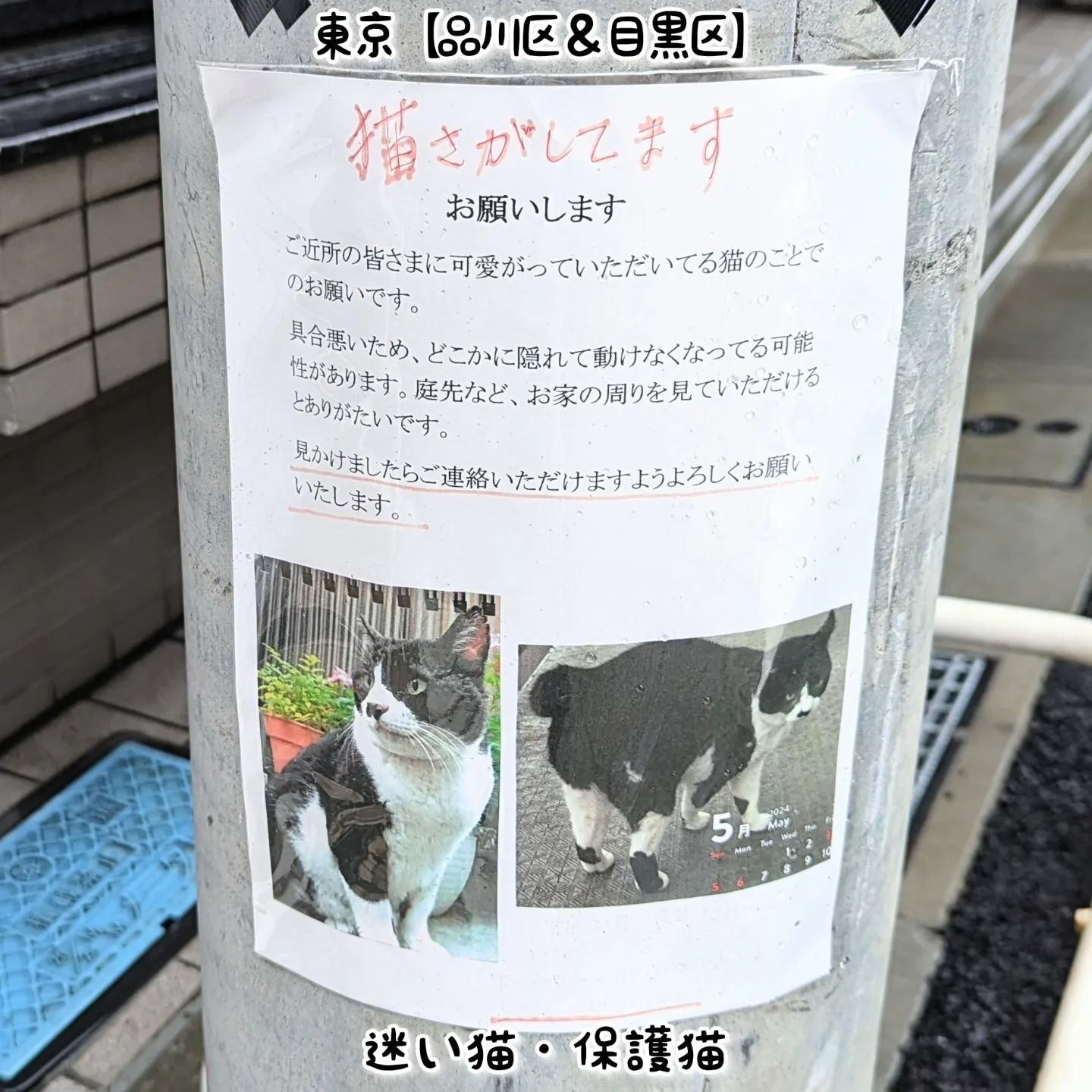 武蔵小山近隣の「迷い猫」情報 。見かけた方や保護された方はご連絡お願いいたします。#武蔵小山 #西小山 #戸越銀座 #不動前 #碑文谷 #戸越 #中延 #荏原中延 #目黒本町 #下目黒 #品川区 #目黒区 #東京 #musashikoyama #tokyo #猫 #迷い猫探してます #迷い猫さがしてます #迷い猫捜索中 #迷い猫捜索 #猫を探しています #猫探してます #迷子猫 #迷い猫 #戸越銀座商店街